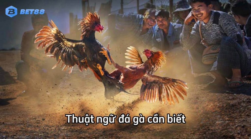 Những thuật ngữ đá gà cơ bản dành cho người mới