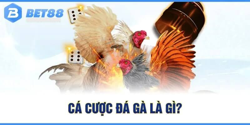 Giới thiệu tổng quan về sảnh đá gà online Bet88